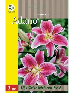 Blomsterløg assorterede varianter