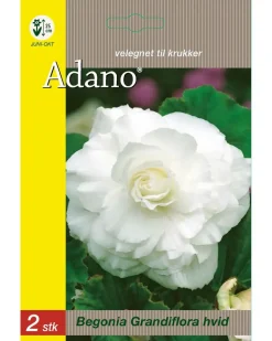Blomsterløg assorterede varianter