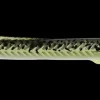 Kinetic Tobias Inline 18 g - Chartreuse Sandeel