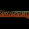 Kinetic Tobias Inline 18 g - Autumn Leaves