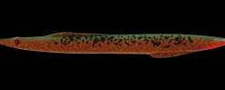 Kinetic Tobias Inline 18 g - Autumn Leaves