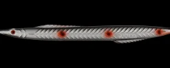 Kinetic Tobias Inline 18 g - Black/silver