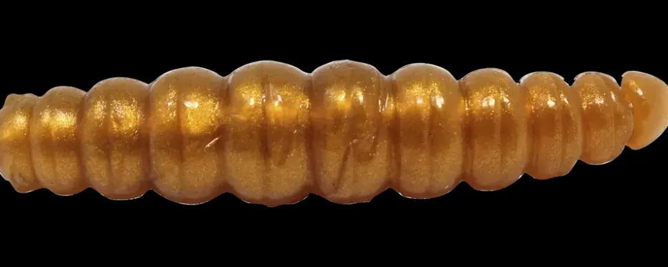 Larvy Cheese 4,5 cm - Coffee