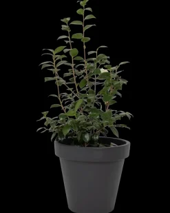 Plantekrukke antracitgrå Ø48 cm