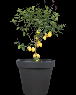 Plantekrukke antracitgrå - Ø80 cm