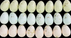 Påskeæg pastel 24-pak